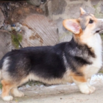 Perros Welsh Corgi en venta