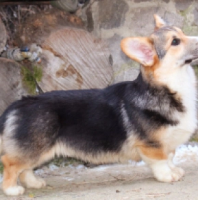 Perros Welsh Corgi en venta