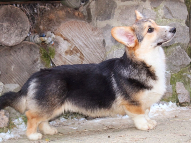 Welsh Corgi Welpe zu verkaufen