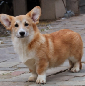 Perros Welsh Corgi en venta