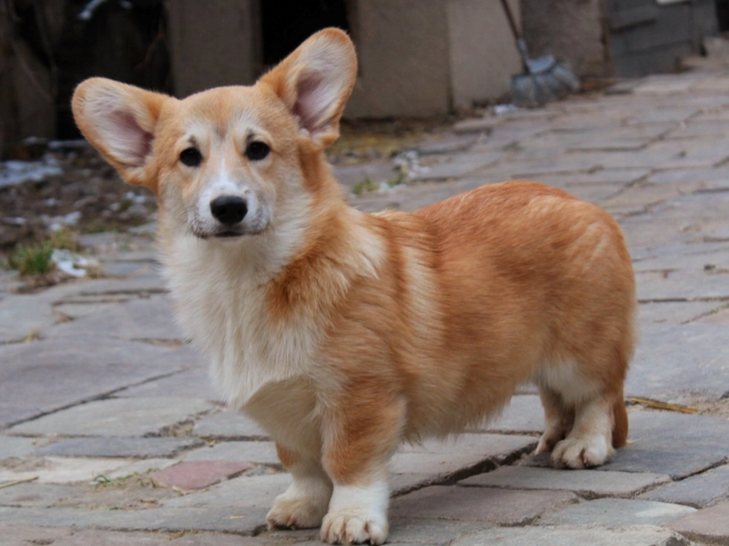 Perros Welsh Corgi en venta