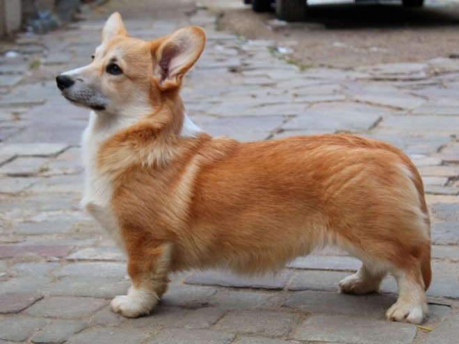 Perros Welsh Corgi en venta