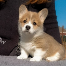 Perros Welsh Corgi en venta