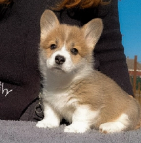 Welsh Corgi Welpe zu verkaufen