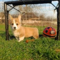 Perros Welsh Corgi en venta