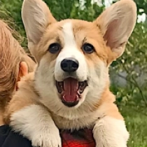 Ann – Pembroke, red and white Welsh Corgi for sale