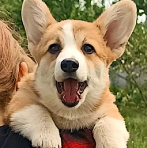 Welsh Corgi Welpe kaufen