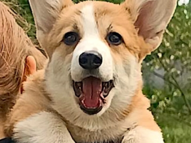 Perros Welsh Corgi en venta