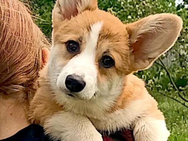 Perros Welsh Corgi en venta