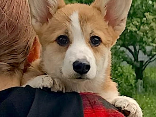 Perros Welsh Corgi en venta