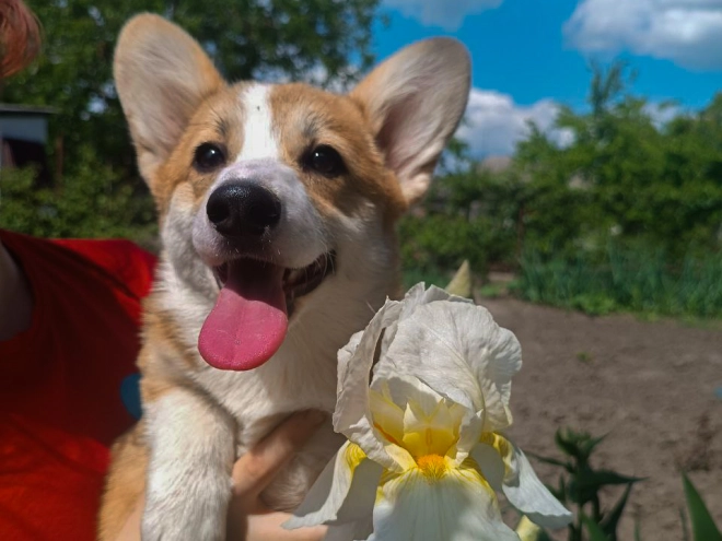 Perros Welsh Corgi en venta