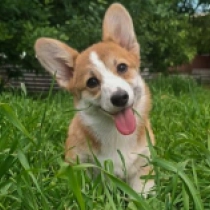 Ann – Pembroke, red and white Welsh Corgi for sale