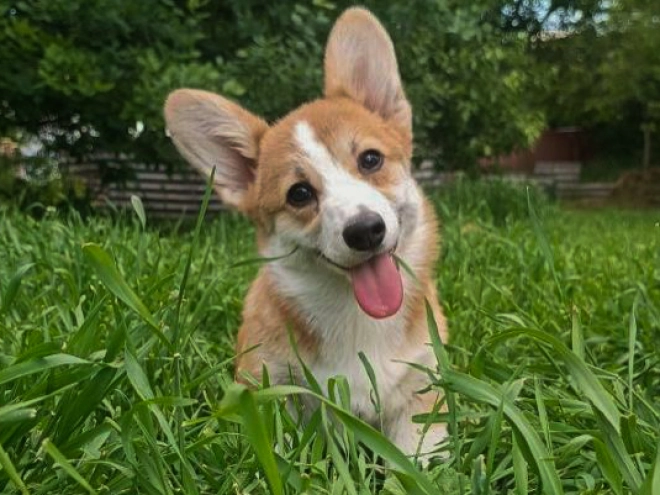 Perros Welsh Corgi en venta