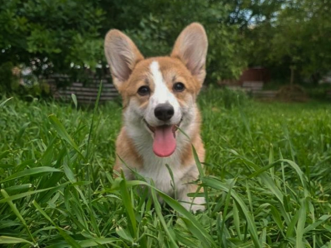 Perros Welsh Corgi en venta