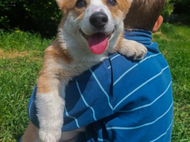 Perros Welsh Corgi en venta