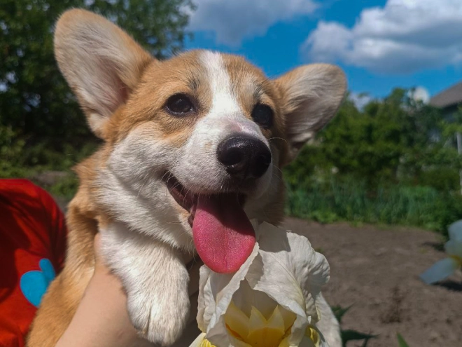 Perros Welsh Corgi en venta