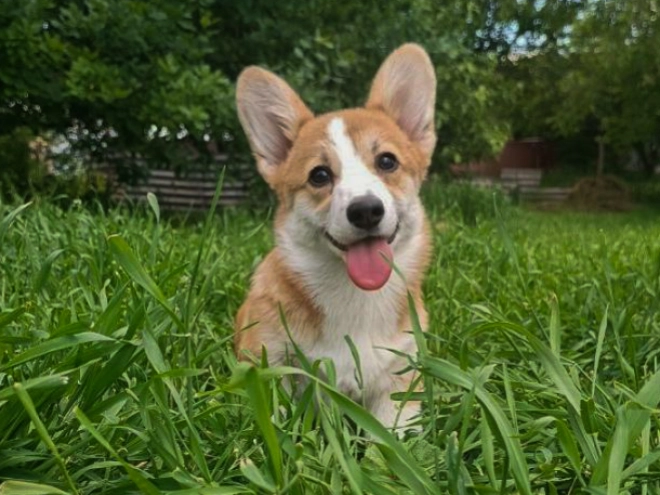 Perros Welsh Corgi en venta