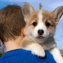 Perros Welsh Corgi en venta