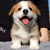 Perros Welsh Corgi en venta
