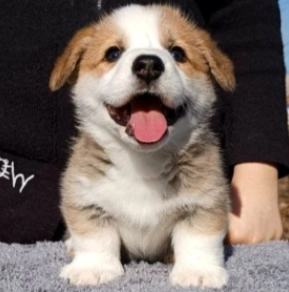 Welsh Corgi Welpe zu verkaufen