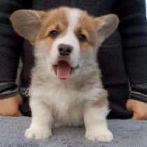 Perros Welsh Corgi en venta