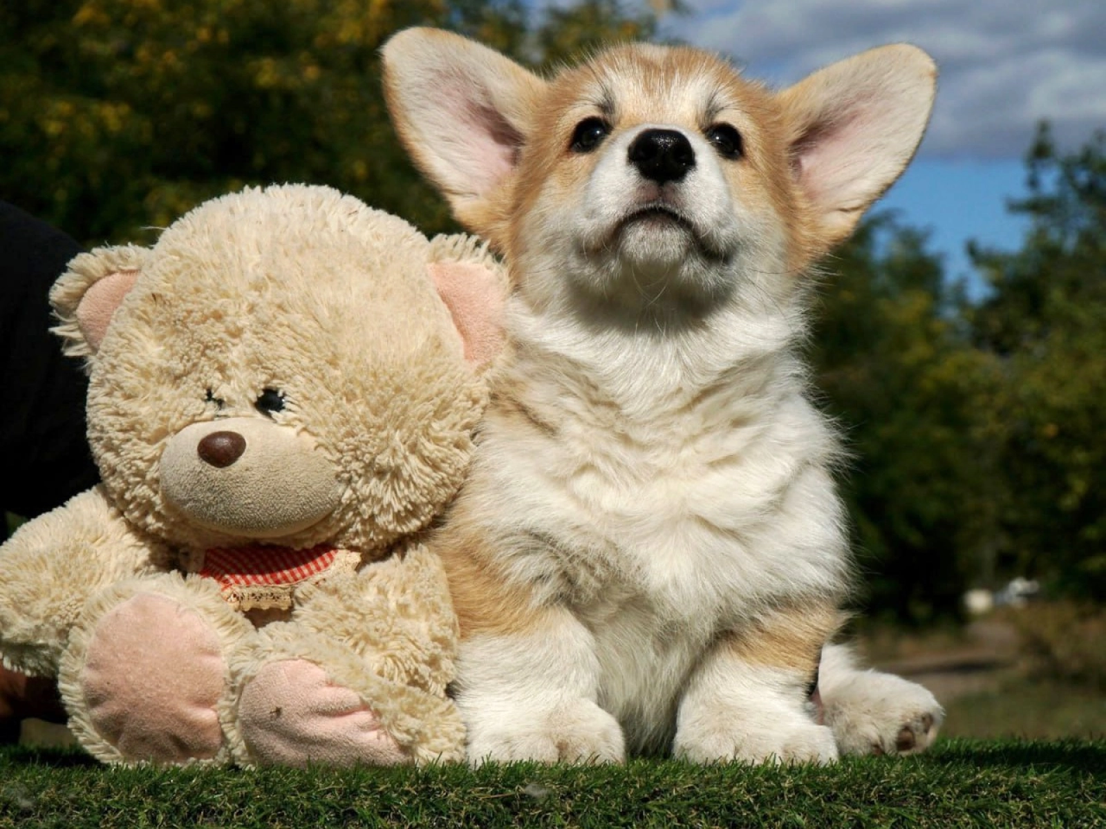 Max Pembroke Welsh Corgi Puppy for sale EuroPuppy