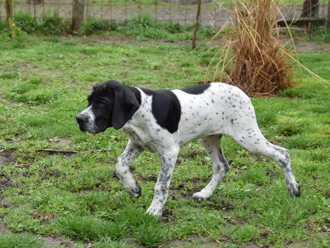 Pointer puppy for sale