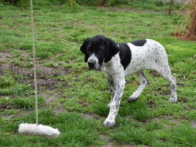 Pointer puppy for sale