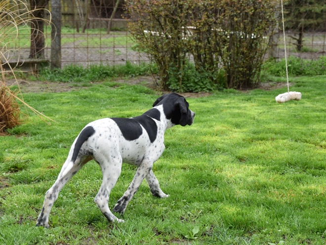 Pointer puppy for sale