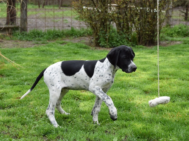 Pointer puppy for sale