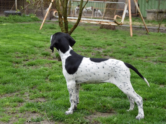 Pointer puppy for sale