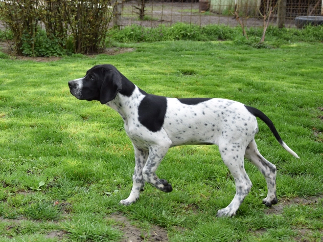 Pointer puppy for sale