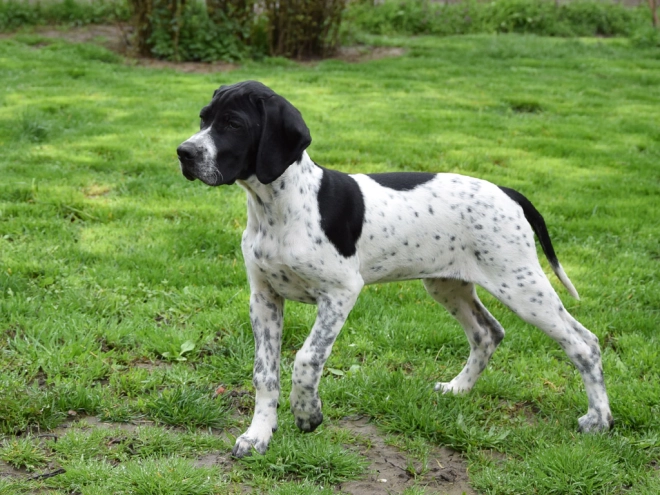 Pointer puppy for sale
