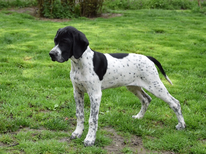 Pointer puppy for sale
