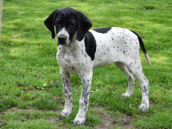 Pointer puppy for sale
