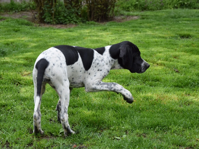 Pointer puppy for sale