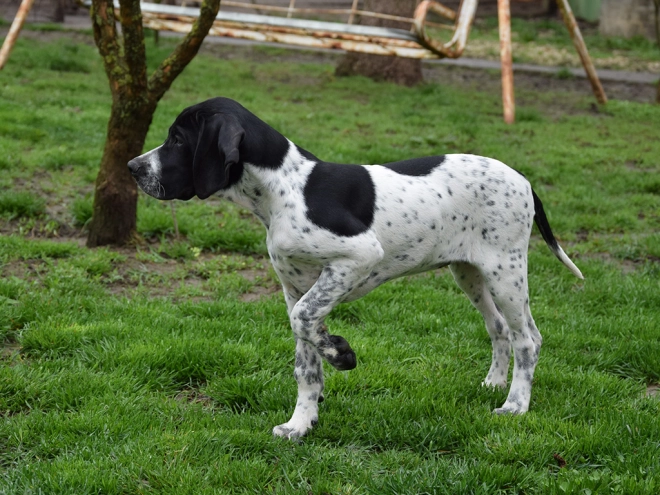Pointer puppy for sale