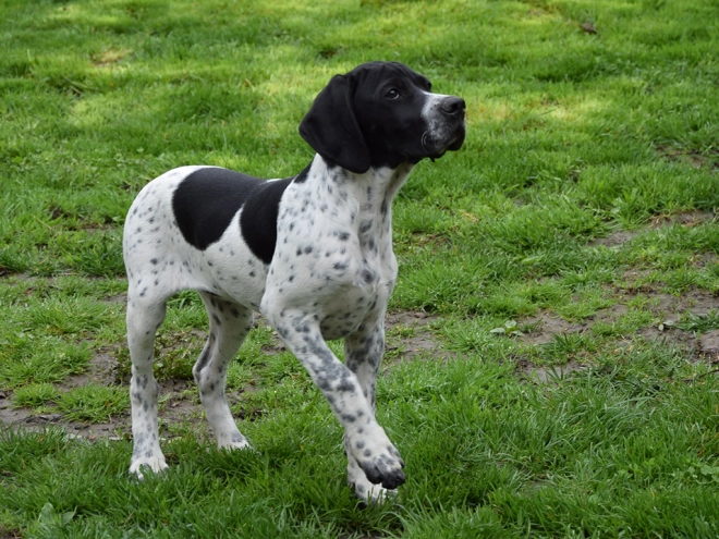 Pointer puppy for sale
