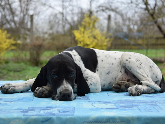Pointer puppy for sale