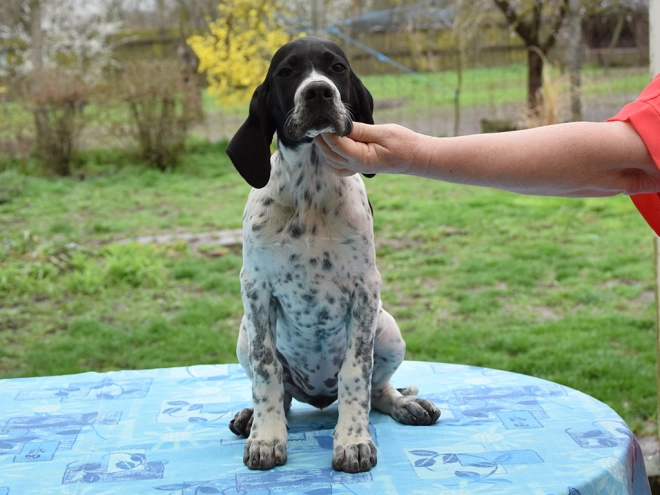 Pointer puppy for sale