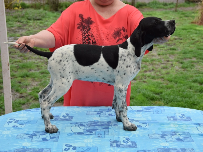 Pointer puppy for sale