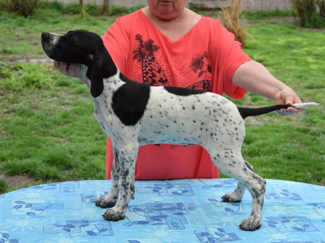 Pointer puppy for sale