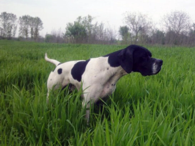 Pointer puppy for sale