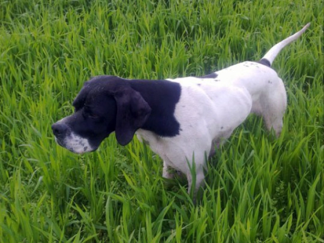 Pointer puppy for sale