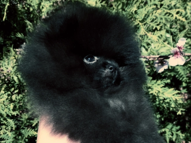Deutscher Zwergspitz Welpe kaufen