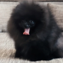 Incy, black Pomeranian for sale
