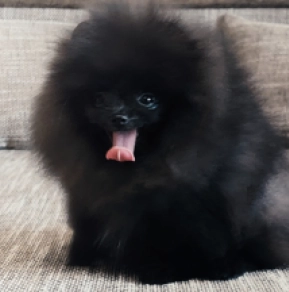 Pomeranian puppy for sale