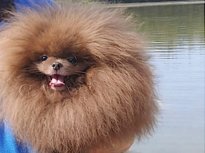Deutscher Zwergspitz Welpe kaufen