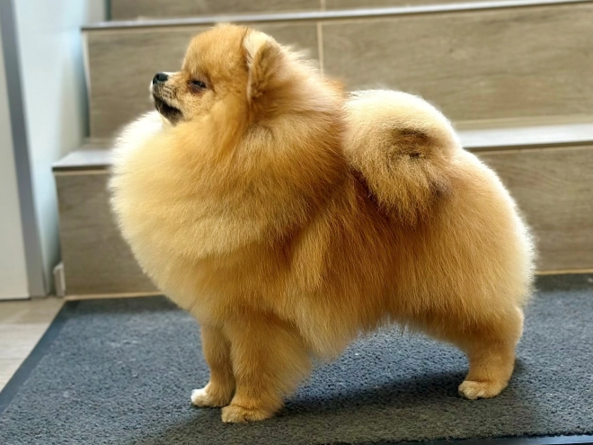 Pomeranian puppy for sale