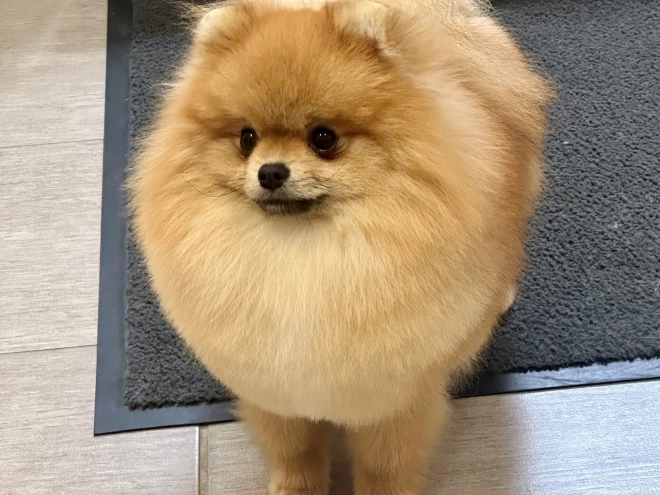 Pomeranian puppy for sale